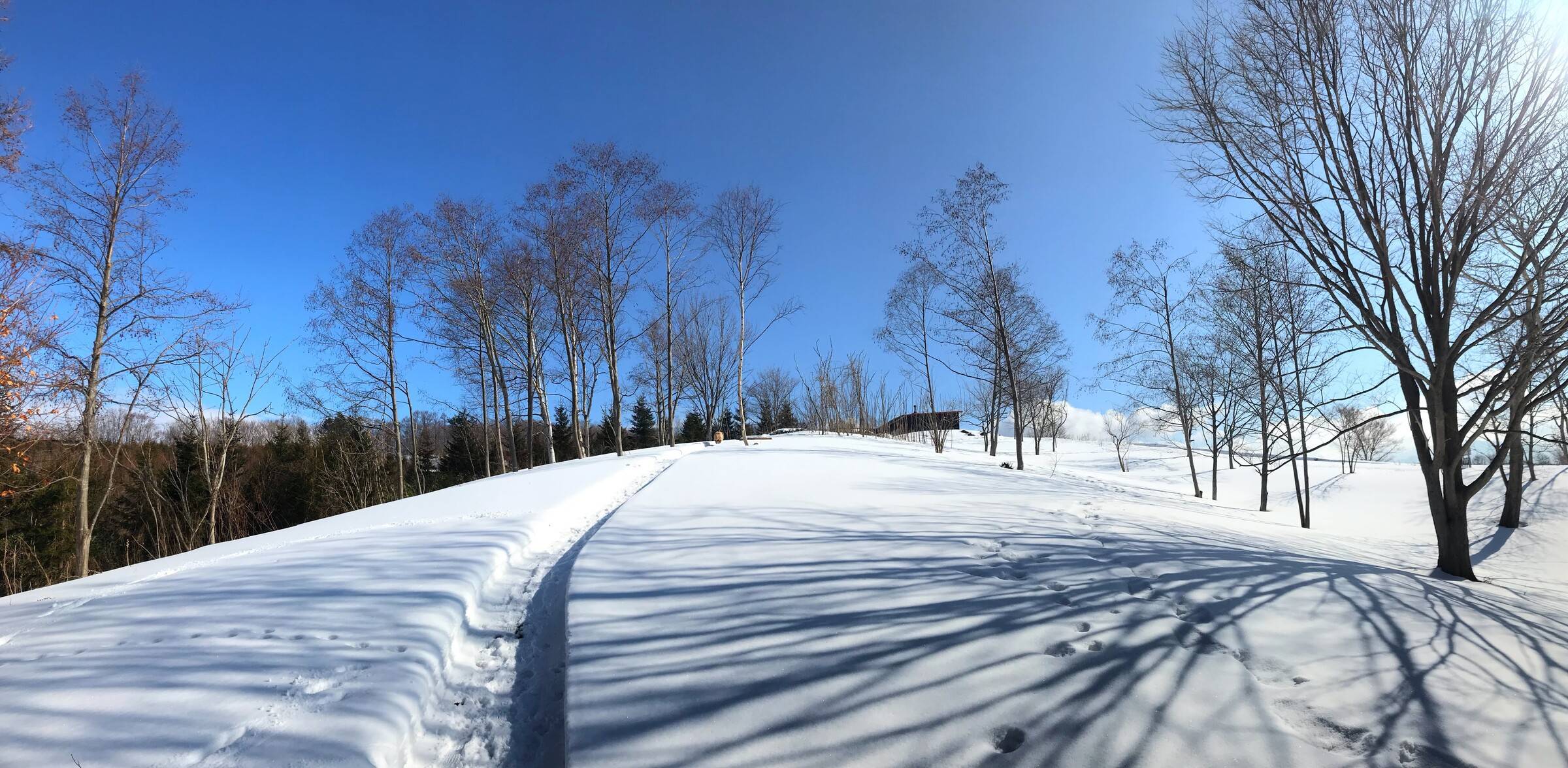 冬枯れの木々の間を抜ける雪道