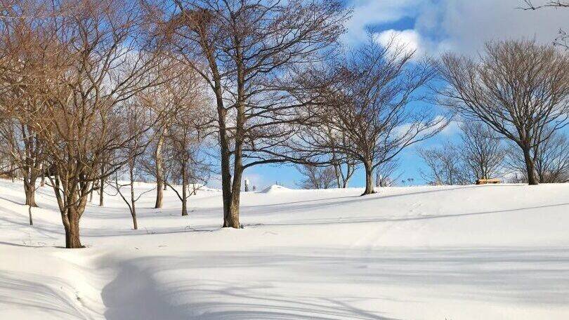 藍天下覆雪的樹木